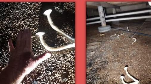 Original photograph: white mushrooms growing in the dirt floor of a contaminated crawl space — proof of severe moisture and decay