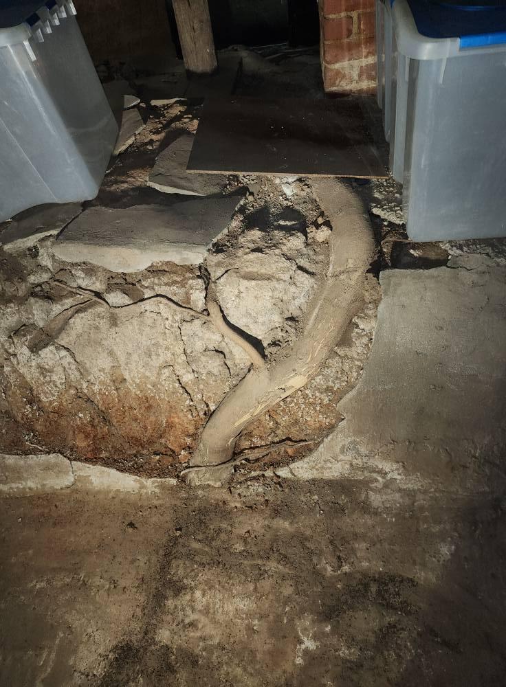 Tree root growing through cracked basement foundation floor
