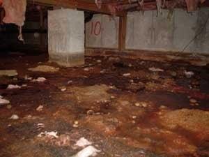 Original photograph: a contaminated crawl space with debris, dirt floor, drooping pink fiberglass insulation, and visible mold growth on the walls