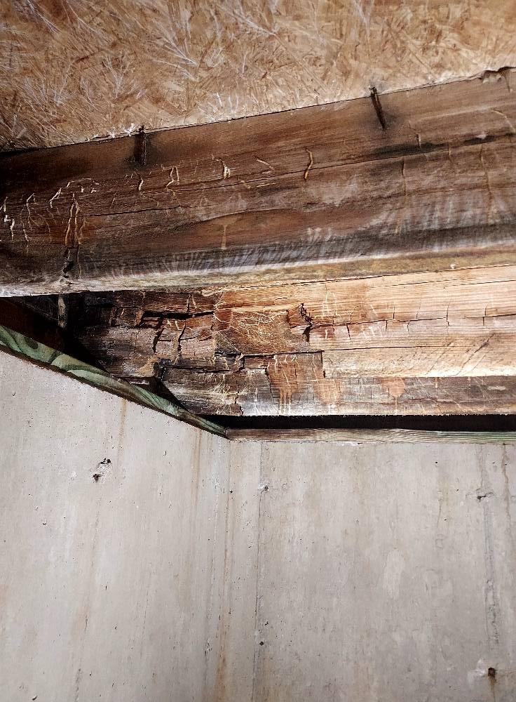 Original photograph: severely rotted floor support beam in a basement, showing splintering, deep cracking, and structural deterioration above a concrete foundation wall